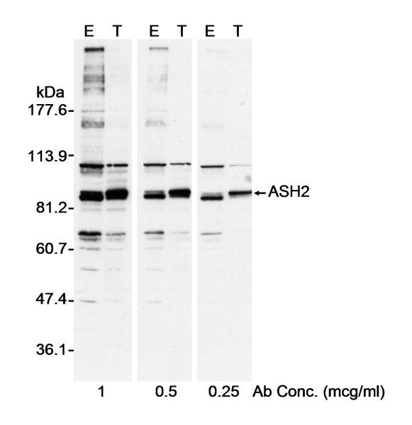 ASH2L / ASH2 Antibody - Detection of Human ASH2 by Western Blot. Samples: Whole cell lysate (A. 40 ug - E; 10 ug - T) from 293T cells that were mock transfected (E) or transfected with an ASH2 expression construct (T). Antibody: Affinity purified rabbit anti-ASH2 antibody used at the indicated concentrations. Detection: Chemiluminescence with a 10 second exposure.