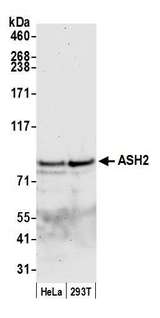 ASH2L / ASH2 Antibody - Detection of mouse ASH2 by western blot. Samples: Whole cell lysate (50 µg) from TCMK-1 and NIH 3T3 cells prepared using NETN lysis buffer. Antibody: Affinity purified rabbit anti-ASH2 antibody used for WB at 0.1 µg/ml. Detection: Chemiluminescence with an exposure time of 30 seconds.