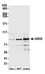 ASH2L / ASH2 Antibody - Detection of human ASH2 by western blot. Samples: Whole cell lysate (15 µg) from HeLa, HEK293T, and Jurkat cells prepared using NETN lysis buffer. Antibody: Affinity purified rabbit anti-ASH2 antibody used for WB at 0.1 µg/ml. Detection: Chemiluminescence with an exposure time of 30 seconds.