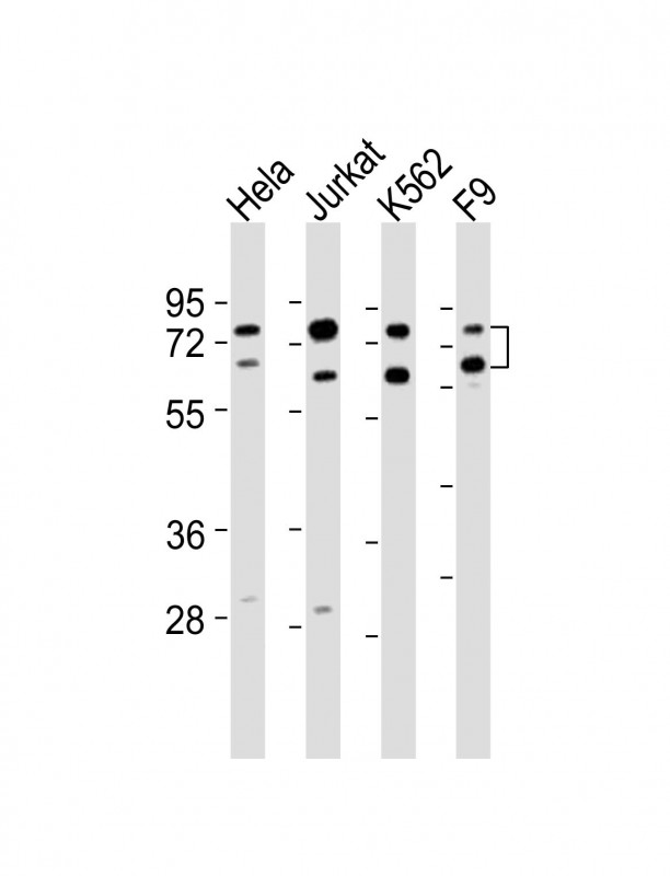 ASH2L / ASH2 Antibody - All lanes : Anti-ASH2L Antibody at 1:2000 dilution Lane 1: HeLa whole cell lysates Lane 2: Jurkat whole cell lysates Lane 3: K562 whole cell lysates Lane 4: F9 whole cell lysates Lysates/proteins at 20 ug per lane. Secondary Goat Anti-Rabbit IgG, (H+L), Peroxidase conjugated at 1/10000 dilution Predicted band size : 69 kDa Blocking/Dilution buffer: 5% NFDM/TBST.