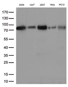 ASH2L / ASH2 Antibody - Western blot analysis of extracts. (35ug) from 5 different cell lines by using anti-ASH2L monoclonal antibody. (1:500)