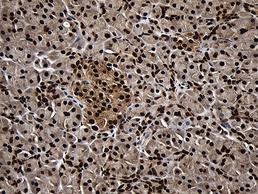 ASH2L / ASH2 Antibody - Immunohistochemical staining of paraffin-embedded Human pancreas tissue within the normal limits using anti-ASH2L mouse monoclonal antibody. (Heat-induced epitope retrieval by 1mM EDTA in 10mM Tris buffer. (pH8.5) at 120°C for 3 min. (1:2000)