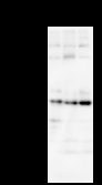 ASH2L / ASH2 Antibody - Detection of ASH2L by Western blot. Samples: Whole cell lysate from human HeLa (H, 50 ug) , mouse NIH3T3 (M, 50 ug) and rat F2408 (R, 50 ug) cells. Predicted molecular weight: 68 kDa