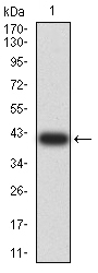 ASH2L / ASH2 Antibody - Western blot analysis using ASH2L mAb against human ASH2L (AA: 493-628) recombinant protein. (Expected MW is 41.6 kDa)