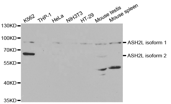 ASH2L / ASH2 Antibody - Western blot analysis of extracts of various cell lines.