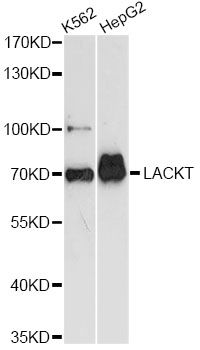 ASH2L / ASH2 Antibody - Western blot analysis of extracts of various cell lines, using ASH2L antibody at 1:3000 dilution. The secondary antibody used was an HRP Goat Anti-Rabbit IgG (H+L) at 1:10000 dilution. Lysates were loaded 25ug per lane and 3% nonfat dry milk in TBST was used for blocking. An ECL Kit was used for detection and the exposure time was 90s.