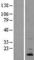 ASIP Protein - Western validation with an anti-DDK antibody * L: Control HEK293 lysate R: Over-expression lysate