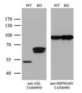 ASL / Argininosuccinate Lyase Antibody - Equivalent amounts of cell lysates  and ASL-Knockout Hela cells  were separated by SDS-PAGE and immunoblotted with anti-ASL monoclonal antibodyThen the blotted membrane was stripped and reprobed with anti-HSP90AB1 antibody  as a loading control. (1:500)