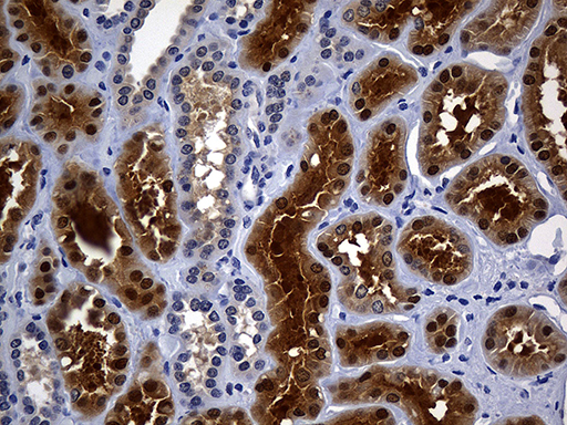 ASL / Argininosuccinate Lyase Antibody - Immunohistochemical staining of paraffin-embedded Human Kidney tissue within the normal limits using anti-ASL mouse monoclonal antibody. (Heat-induced epitope retrieval by 1mM EDTA in 10mM Tris buffer. (pH8.5) at 120°C for 3 min. (1:150)(1:500)