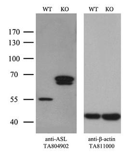 ASL / Argininosuccinate Lyase Antibody - Equivalent amounts of cell lysates  and ASL-Knockout Hela cells  were separated by SDS-PAGE and immunoblotted with anti-ASL monoclonal antibodyThen the blotted membrane was stripped and reprobed with anti-b-actin antibody  as a loading control. (1:500)