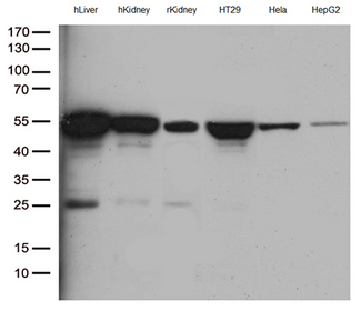 ASL / Argininosuccinate Lyase Antibody - Western blot analysis of extracts. (35ug) from HepG2 cell line by using anti-ASL monoclonal antibody. (1:500)
