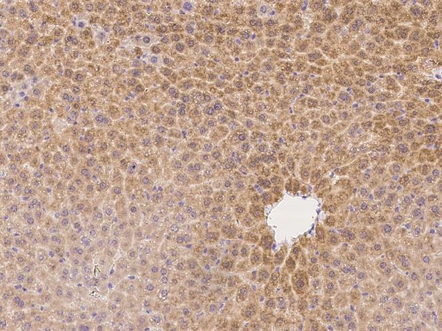 ASL / Argininosuccinate Lyase Antibody - Immunochemical staining of mouse ASL in mouse liver with rabbit polyclonal antibody at 1:500 dilution, formalin-fixed paraffin embedded sections.