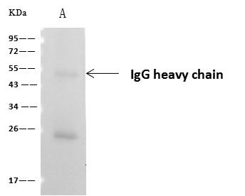 ASL / Argininosuccinate Lyase Antibody - ASL was immunoprecipitated using: Lane A: 0.5 mg HeLa Whole Cell Lysate. 4 uL anti-ASL rabbit polyclonal antibody and 60 ug of Immunomagnetic beads Protein A/G. Primary antibody: Anti-ASL rabbit polyclonal antibody, at 1:100 dilution. Secondary antibody: Clean-Blot IP Detection Reagent (HRP) at 1:1000 dilution. Developed using the ECL technique. Performed under reducing conditions. Predicted band size: 51 kDa. Observed band size: 54 kDa.