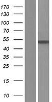 ASL / Argininosuccinate Lyase Protein - Western validation with an anti-DDK antibody * L: Control HEK293 lysate R: Over-expression lysate