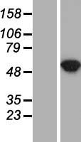 ASL / Argininosuccinate Lyase Protein - Western validation with an anti-DDK antibody * L: Control HEK293 lysate R: Over-expression lysate