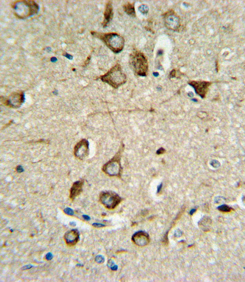 ASMT / HIOMT Antibody - ASMT Antibody IHC of formalin-fixed and paraffin-embedded brain tissue followed by peroxidase-conjugated secondary antibody and DAB staining.