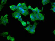 ASMT / HIOMT Antibody - Immunofluorescence staining of 293 cells at a dilution of 1:33, counter-stained with DAPI. The cells were fixed in 4% formaldehyde, permeabilized using 0.2% Triton X-100 and blocked in 10% normal Goat Serum. The cells were then incubated with the antibody overnight at 4 °C.The secondary antibody was Alexa Fluor 488-congugated AffiniPure Goat Anti-Rabbit IgG (H+L) .