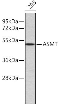 ASMT / HIOMT Antibody - Western blot analysis of extracts of 293 cells using ASMT Polyclonal Antibody.