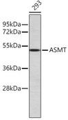 ASMT / HIOMT Antibody - Western blot analysis of extracts of 293 cells using ASMT Polyclonal Antibody.