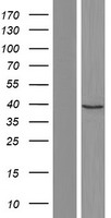 ASMT / HIOMT Protein - Western validation with an anti-DDK antibody * L: Control HEK293 lysate R: Over-expression lysate