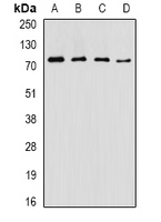 ASMTL Antibody - Western blot analysis of ASMTL expression in SW620 (A); NIH3T3 (B); mouse pancreas (C); mouse testis (D) whole cell lysates.