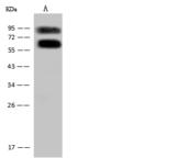 ASMTL Antibody - Anti-ASMTL rabbit polyclonal antibody at 1:2000 dilution. Lane A: HL-60 Whole Cell Lysate. Lysates/proteins at 30 ug per lane. Secondary: Goat Anti-Rabbit IgG (H+L)/HRP at 1/10000 dilution. Developed using the ECL technique. Performed under reducing conditions. Predicted band size: 69 kDa. Observed band size: 69 kDa. (We are unsure as to the identity of these extra bands.)