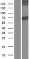ASMTL Protein - Western validation with an anti-DDK antibody * L: Control HEK293 lysate R: Over-expression lysate