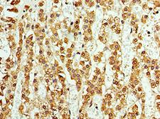 ASNA1 Antibody - Immunohistochemistry of paraffin-embedded human kidney using antibody at 1:100 dilution.