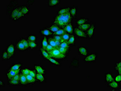 ASNA1 Antibody - Immunofluorescent analysis of HepG2 cells using ASNA1 Antibody at dilution of 1:100 and Alexa Fluor 488-congugated AffiniPure Goat Anti-Rabbit IgG(H+L)