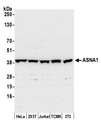 ASNA1 Antibody - Detection of human and mouse ASNA1 by western blot. Samples: Whole cell lysate (50 µg) from HeLa, HEK293T, Jurkat, mouse TCMK-1, and mouse NIH 3T3 cells prepared using NETN lysis buffer. Antibody: Affinity purified rabbit anti-ASNA1 antibody used for WB at 0.1 µg/ml. Detection: Chemiluminescence with an exposure time of 30 seconds.