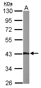 ASNA1 Antibody - Sample (50 ug of whole cell lysate). A: Mouse brain. 10% SDS PAGE. ASNA1 antibody diluted at 1:1000.