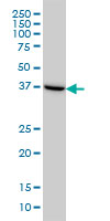 ASNA1 Antibody - ASNA1 monoclonal antibody (M03), clone 2H3 Western blot of ASNA1 expression in HeLa.