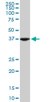 ASNA1 Antibody - ASNA1 monoclonal antibody (M03), clone 2H3. Western blot of ASNA1 expression in PC-12.