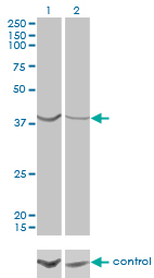 ASNA1 Antibody - Western blot of ASNA1 over-expressed 293 cell line, cotransfected with ASNA1 Validated Chimera RNAi (Lane 2) or non-transfected control (Lane 1). Blot probed with ASNA1 monoclonal antibody, clone 2H3. GAPDH ( 36.1 kD ) used as specificity.