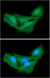 ASNA1 Antibody - ICC/IF analysis of ASNA1 in HeLa cells line, stained with DAPI (Blue) for nucleus staining and monoclonal anti-human ASNA1 antibody (1:100) with goat anti-mouse IgG-Alexa fluor 488 conjugate (Green).