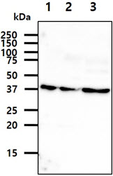 ASNA1 Antibody - The cell lysates (40ug) were resolved by SDS-PAGE, transferred to PVDF membrane and probed with anti-human ASNA1 antibody (1:1000). Proteins were visualized using a goat anti-mouse secondary antibody conjugated to HRP and an ECL detection system. Lane 1.: HeLa cell lysate Lane 2.: 293T cell lysate Lane 3.: MCF7 cell lysate