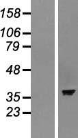 ASNA1 Protein - Western validation with an anti-DDK antibody * L: Control HEK293 lysate R: Over-expression lysate