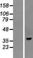 ASNA1 Protein - Western validation with an anti-DDK antibody * L: Control HEK293 lysate R: Over-expression lysate