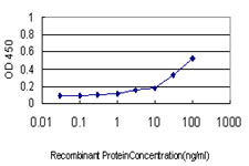 ASNS Antibody - Detection limit for recombinant GST tagged ASNS is approximately 0.3 ng/ml as a capture antibody.