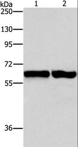 ASNS Antibody - Western blot analysis of 231 and NIH/3T3 cell, using ASNS Polyclonal Antibody at dilution of 1:800.