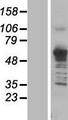 ASNS Protein - Western validation with an anti-DDK antibody * L: Control HEK293 lysate R: Over-expression lysate