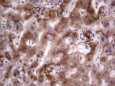 ASPA Antibody - Immunohistochemical staining of paraffin-embedded Human liver tissue within the normal limits using anti-ASPA mouse monoclonal antibody. (Heat-induced epitope retrieval by 1 mM EDTA in 10mM Tris, pH8.5, 120C for 3min,