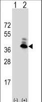 ASPA Antibody - Western blot of ASPA (arrow) using rabbit polyclonal ASPA Antibody. 293 cell lysates (2 ug/lane) either nontransfected (Lane 1) or transiently transfected (Lane 2) with the ASPA gene.