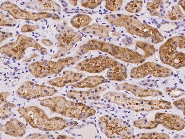 ASPA Antibody - Immunochemical staining of human ASPA in human kidney with rabbit polyclonal antibody at 1:100 dilution, formalin-fixed paraffin embedded sections.