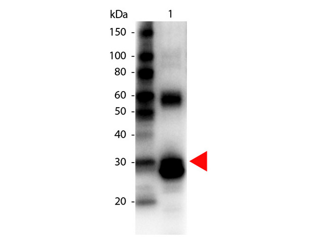 Asparaginase Antibody - Western Blot of Biotin Conjugated Rabbit anti-L-Asparaginase Antibody. Lane 1: L-Asparaginase. Lane 2: none. Load: 100 ng per lane. Primary antibody: Biotin Conjugated L-Asparaginase antibody at 1:1000 for overnight at 4°C. Secondary antibody: HRP Streptavidin secondary antibody at 1:40,000 for 30 min at RT. Block: MB-070 for 30 min at RT. Predicted/Observed size: 32 kDa for L-Asparaginase. Other band(s): L-Asparaginase splice variants and isoforms.