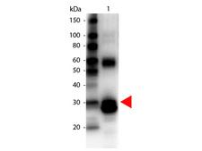 Asparaginase Antibody - Western Blot of Biotin Conjugated Rabbit anti-L-Asparaginase Antibody. Lane 1: L-Asparaginase. Lane 2: none. Load: 100 ng per lane. Primary antibody: Biotin Conjugated L-Asparaginase antibody at 1:1000 for overnight at 4°C. Secondary antibody: HRP Streptavidin secondary antibody at 1:40,000 for 30 min at RT. Block: MB-070 for 30 min at RT. Predicted/Observed size: 32 kDa for L-Asparaginase. Other band(s): L-Asparaginase splice variants and isoforms.