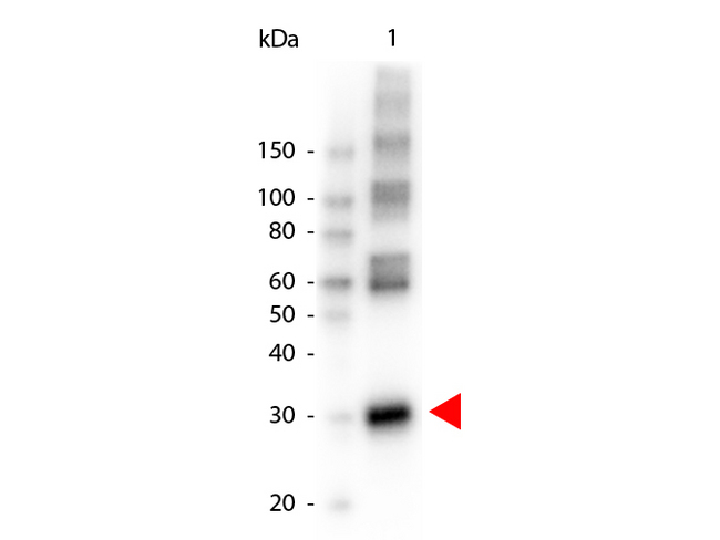 Asparaginase Antibody - Western Blot of Peroxidase conjugated Rabbit anti-L-ASPARAGINASE antibody. Lane 1: L-ASPARAGINASE. Lane 2: none. Load: 50 ng per lane. Primary antibody: none. Secondary antibody: Peroxidase rabbit secondary antibody at 1:1,000 for 60 min at RT. Block: MB-070 for 30 min RT. Predicted/Observed size: 30 kDa for L-ASPARAGINASE. Other band(s): L-ASPARAGINASE splice variants and isoforms.