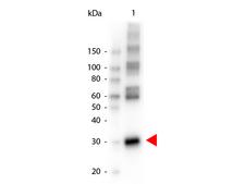 Asparaginase Antibody - Western Blot of Peroxidase conjugated Rabbit anti-L-ASPARAGINASE antibody. Lane 1: L-ASPARAGINASE. Lane 2: none. Load: 50 ng per lane. Primary antibody: none. Secondary antibody: Peroxidase rabbit secondary antibody at 1:1,000 for 60 min at RT. Block: MB-070 for 30 min RT. Predicted/Observed size: 30 kDa for L-ASPARAGINASE. Other band(s): L-ASPARAGINASE splice variants and isoforms.