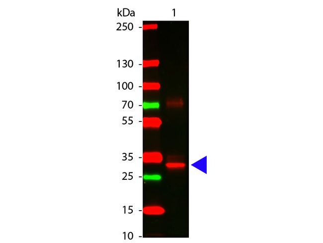 Asparaginase Antibody - Western Blot of Rabbit anti-L-Asparaginase Antibody. Lane 1: L-Asparaginase. Lane 2: none. Load: 100 ng per lane. Primary antibody: L-Asparaginase antibody at 1:1000 for overnight at 4 degrees C. Secondary antibody: DyLight alpha 649 rabbit secondary antibody at 1:20,000 for 30 min at RT. Block: MB-070 for 30 min at RT. Predicted/Observed size: 32 kDa for L-Asparaginase. Other band(s): L-Asparaginase splice variants and isoforms.