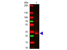 Asparaginase Antibody - Western blot of Rabbit anti-L-Asparaginase Antibody. Lane 1: L-Asparaginase. Lane 2: none. Load: 100 ng per lane. Primary antibody: L-Asparaginase antibody at 1:1000 for overnight at 4C. Secondary antibody: DyLight 649 rabbit secondary antibody at 1:20000 for 30 min at RT. Block: MB-070 for 30 min at RT. Predicted/Observed size: 32 kDa for L-Asparaginase. Other band(s): L-Asparaginase splice variants and isoforms.